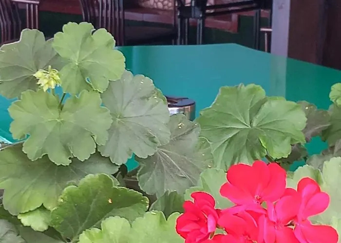 Family Yagoda88 3* Szófia